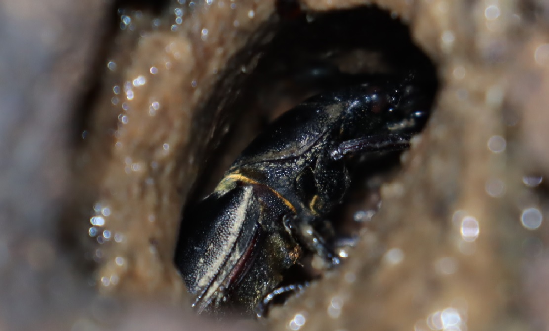 ヒラタクワガタ♂（、♀もいる可能性あり）_洞があるその他のヤナギの洞-ヤナギ林_2023年6月13日19時35分 気温22.3度